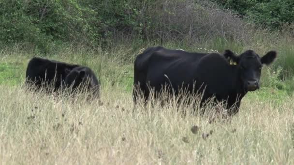 Dos Vacas Interior Australia — Vídeos de Stock