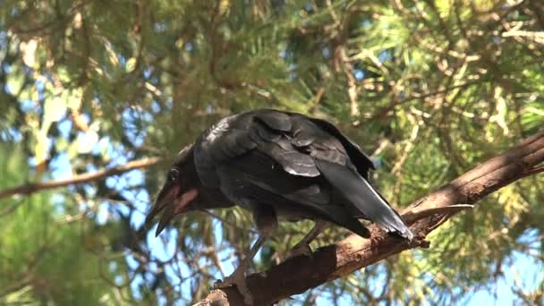 Cuervo Negro Sentado Árbol — Vídeo de stock