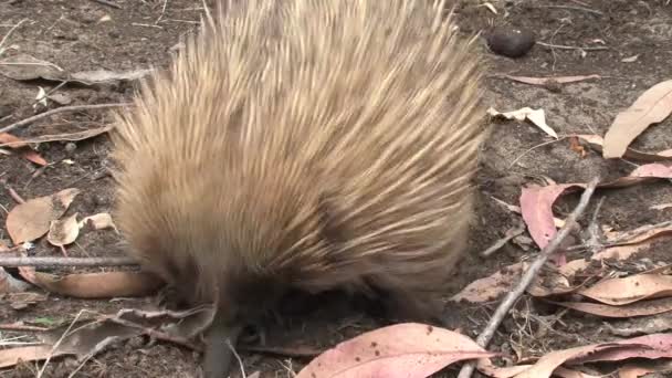 Echidna Avustralya Daki Kanguru Adası Nda Yiyecek Arıyor — Stok video