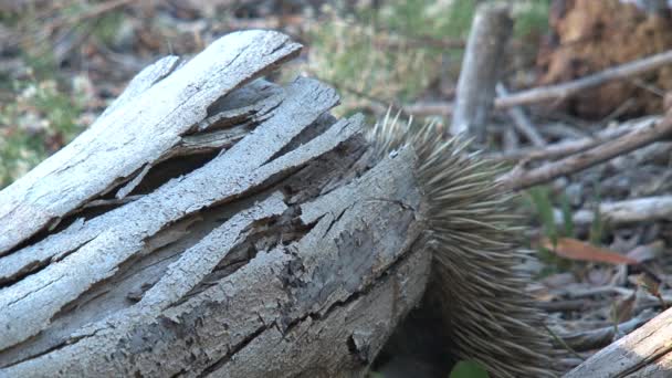 Echidna Alla Ricerca Cibo Presso Isola Dei Canguri Australia — Video Stock