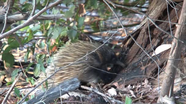 Echidna Alla Ricerca Cibo Presso Isola Dei Canguri Australia — Video Stock