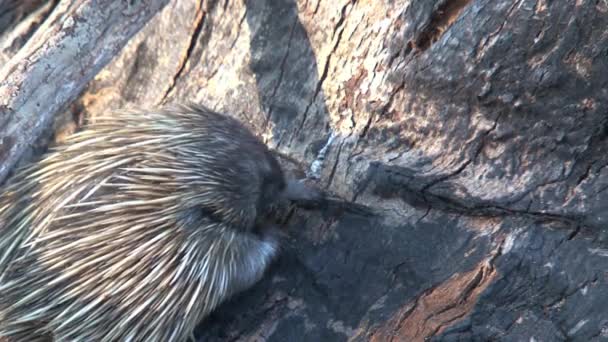 Echidna Alla Ricerca Cibo Presso Isola Dei Canguri Australia — Video Stock