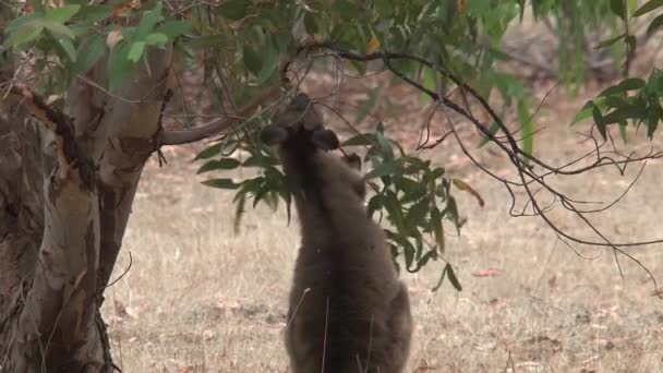 Kanguru Adası Avustralya Kangurular — Stok video