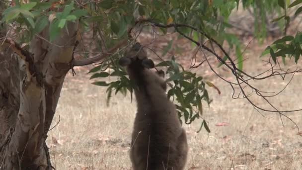 Cangurus Ilha Canguru Austrália — Vídeo de Stock