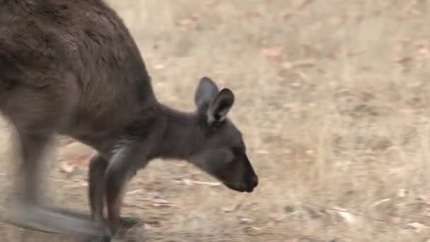 Kangourous à l'île de Kangourou, Australie
