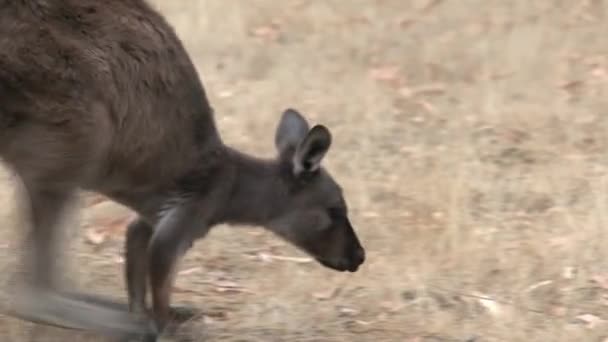 Cangurus Ilha Canguru Austrália — Vídeo de Stock