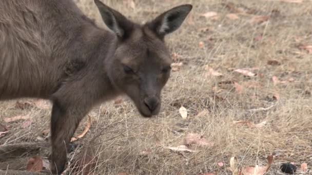 Kangaroos Kangaroo Island Australia — Stock Video