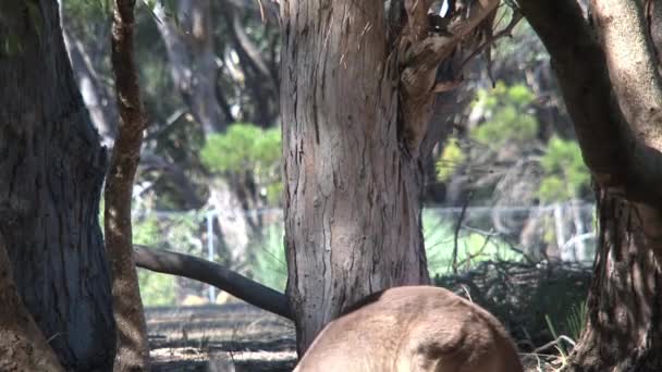 Kangourous Île Kangourou Australie — Video