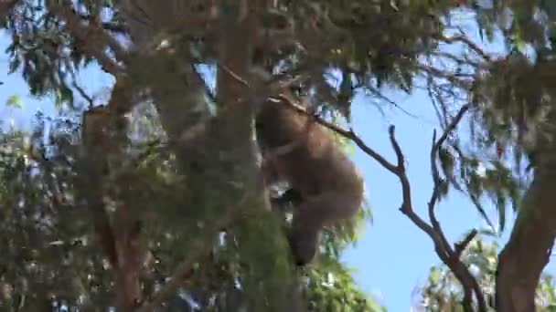 Koala Grimpant Dans Arbre — Video