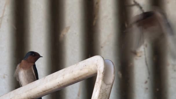 Avaler Des Oiseaux Dans Outback Australie — Video