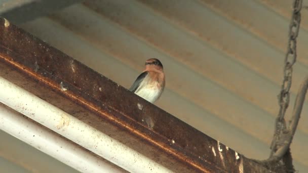 Avaler Des Oiseaux Dans Outback Australie — Video