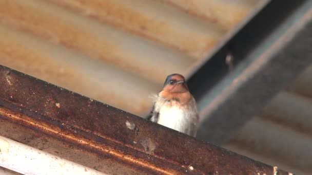 Глотайте Птиц Пределами Австралии — стоковое видео