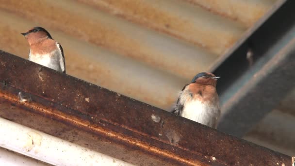 Avaler Des Oiseaux Dans Outback Australie — Video