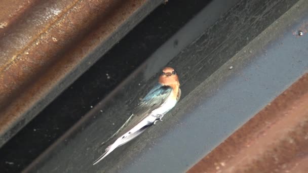 Avaler Des Oiseaux Dans Outback Australie — Video