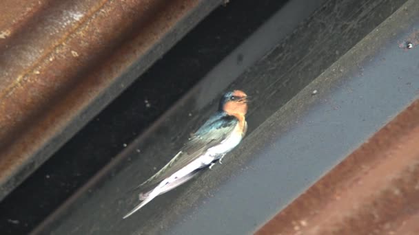 Avaler Des Oiseaux Dans Outback Australie — Video