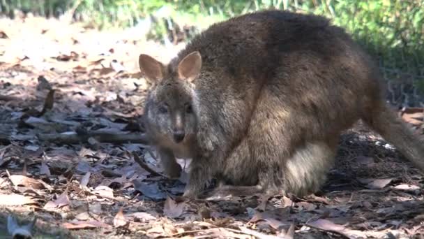 Kangourou à l'île de Kangourou, Australie