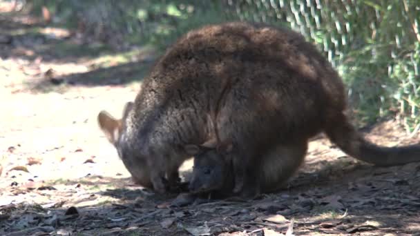 Matka Wallaby Dzieckiem Wyspie Kangaroo — Wideo stockowe