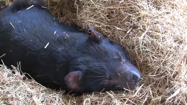 Sleepy Tasmanian Duivel Tasmanië — Stockvideo