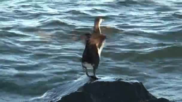 Aves Paseo Marítimo Hobert Tasmania — Vídeos de Stock