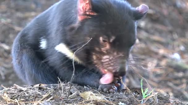 Tasmanian Devil Tasmania Ausztrália — Stock videók