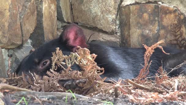 Tasmanian Devil Tasmania Ausztrália — Stock videók