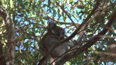 Koala ağaçta okaliptüs yiyor.