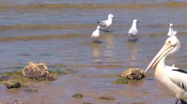 Avustralya 'daki Kanguru Adası' nda Avustralya Pelikanı