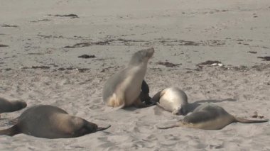 Avustralya, Kanguru Adası 'ndaki sahilde mevsimler