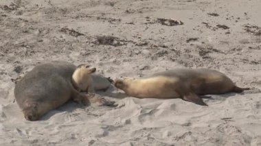 Avustralya, Kanguru Adası 'ndaki sahilde mevsimler