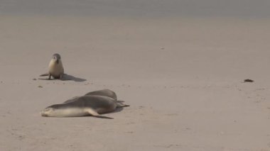 Avustralya, Kanguru Adası 'ndaki sahilde mevsimler