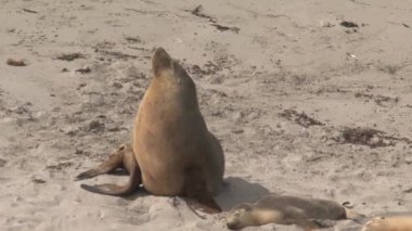 Avustralya, Kanguru Adası 'ndaki sahilde mevsimler