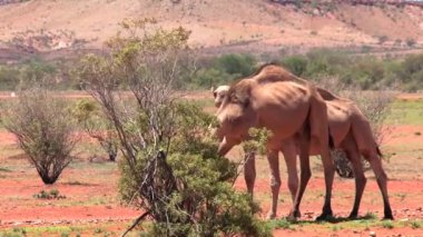 Avustralya 'nın taşrasında yürüyen deve.