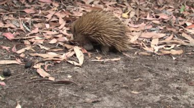 Echidna, Avustralya 'daki Kanguru Adası' nda yiyecek arıyor.