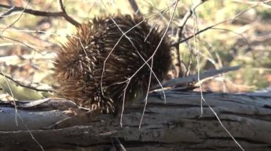 Echidna, Avustralya 'daki Kanguru Adası' nda yiyecek arıyor.