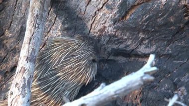 Echidna, Avustralya 'daki Kanguru Adası' nda yiyecek arıyor.