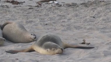 Avustralya 'daki Kanguru Adası' ndaki Seal Bay Koruma Parkı 'nda uyuyan deniz aslanları.