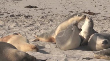 Avustralya 'daki Kanguru Adası' ndaki Seal Bay Koruma Parkı 'nda deniz aslanı ısırıp savaşıyor.