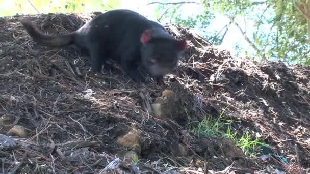 Tasmanian Devil Tasmania Ausztrália — Stock videók