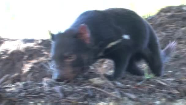 Tasmanian Devil Tasmania Ausztrália — Stock videók