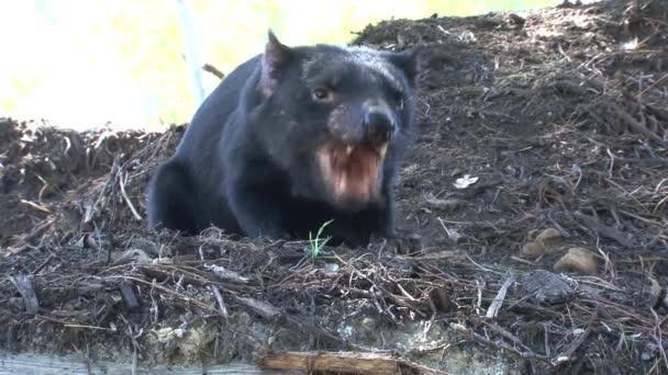 Tasmanian Devil Tasmania Ausztrália — Stock videók