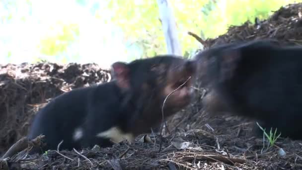 Diavolo Della Tasmania Tasmania Australia — Video Stock