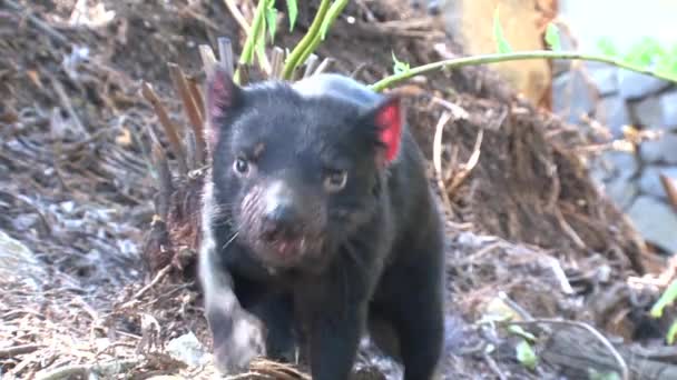 Tasmanska Djävulen Tasmanien Australien — Stockvideo