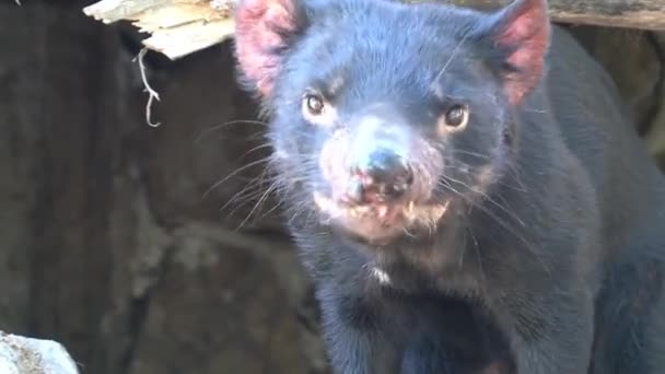 Tasmanischer Teufel Tasmanien Australien — Stockvideo