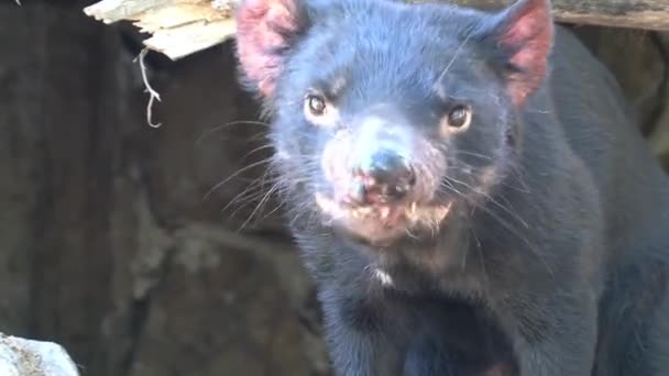 Tasmanian Devil Tasmania Ausztrália — Stock videók