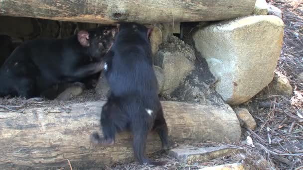 Diable de Tasmanie en Tasmanie, Australie