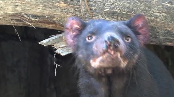 Tasmanian Devil Tasmania Ausztrália — Stock videók