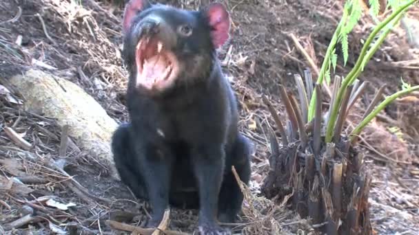 澳大利亚塔斯马尼亚的塔斯马尼亚恶魔 — 图库视频影像