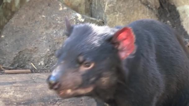 Tasmanian Devil Tasmania Australia — Stock Video © TravelTelly #393304862