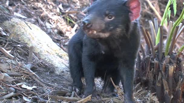 Diabeł Tasmański Tasmanii Australia — Wideo stockowe