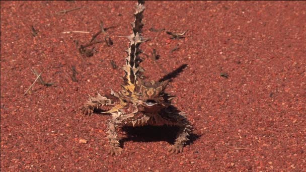 Diabo Espinhoso Outback Austrália — Vídeo de Stock